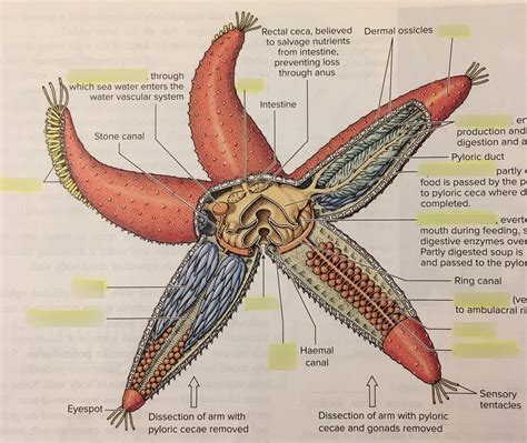anatomy   sea star diagram quizlet