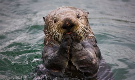 Natural Capital Coalition How Sea Otters Help Save The