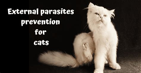 External Parasites Prevention For Cats I Love Veterinary