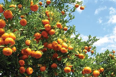 florida citrus production faces sour predictions    season