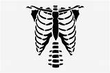 Roblox Skeleton Drawing Shirts Ribs Getdrawings Human Transparent Pngkey Clipartmag sketch template