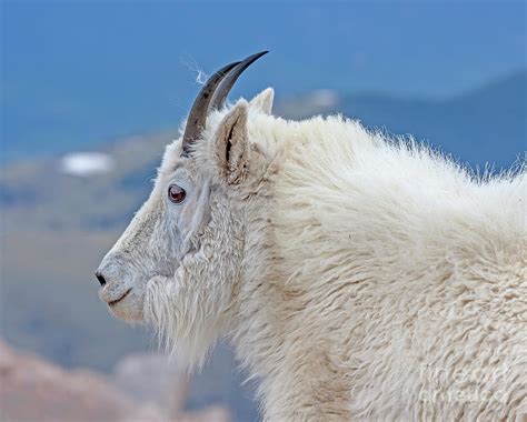 mountain goat ram photograph  dale erickson