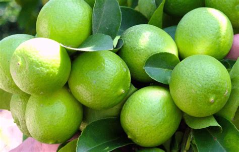 los  mayores exportadores de limones del mundo opportimes