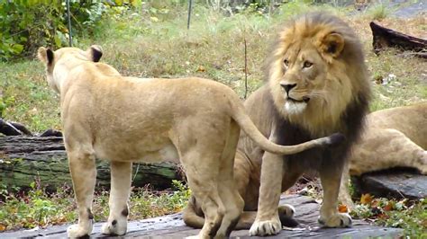 Female Lion In Heat Estrus Doovi