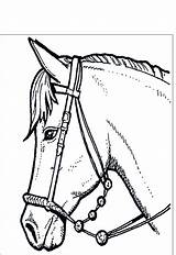 Cavalli Cavallo Adulti Stampare Disegnidacolorareperadulti Testa Questo Quando sketch template