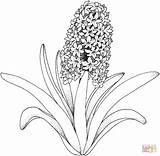 Coloring Hyacinth Pages Flower Printable Drawing sketch template