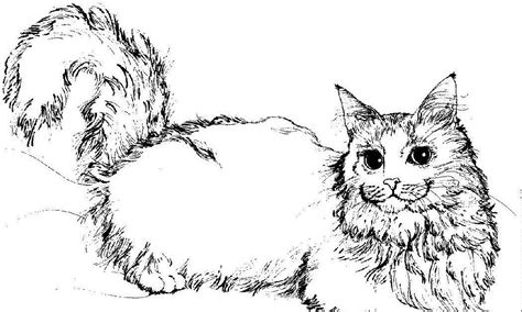 cute realistic kitten coloring pages cats   favorite pets