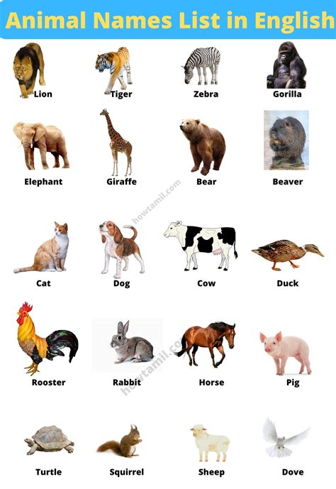 domestic animals pictures  names