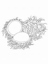 Rambutan Coloring Pages Fruits Drawing Categories sketch template