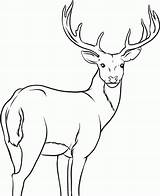 Deer Coloring Pages sketch template