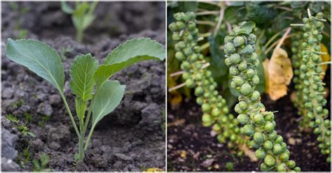 The Top 20 Brussel Sprouts When To Harvest