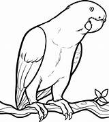 Parrot Coloring Pages Drawing Birds Easy Drawings Fish Parrots Color Clipart Kids Draw Bird Printable Below Getdrawings Looking Simple Children sketch template