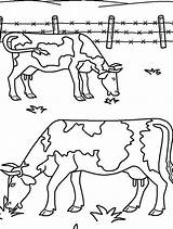 Coloring Ox Eating Grass Farm Pages Two Musk Animal Color Choose Board Animals Getcolorings sketch template