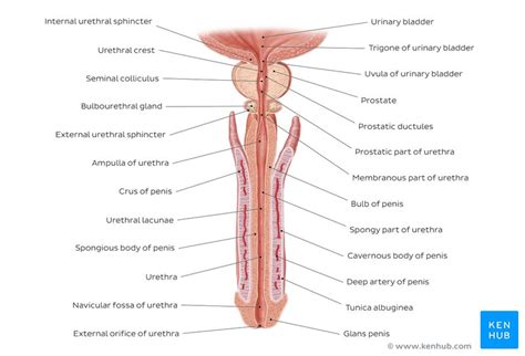 male reproductive system anatomy and supply kenhub