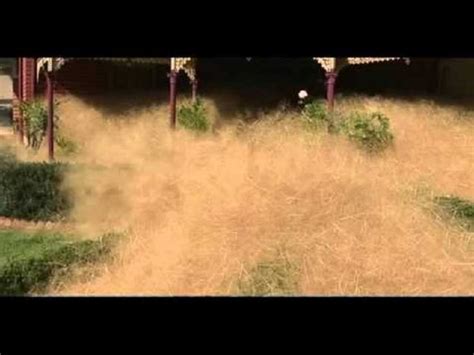 tumbleweed plant causes hairy panic in australian rural city