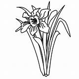 Daffodil Clipart Outline Pages Clip Line Coloring Flowers Malvorlagen Fensterbilder Colouring Cliparts Library sketch template
