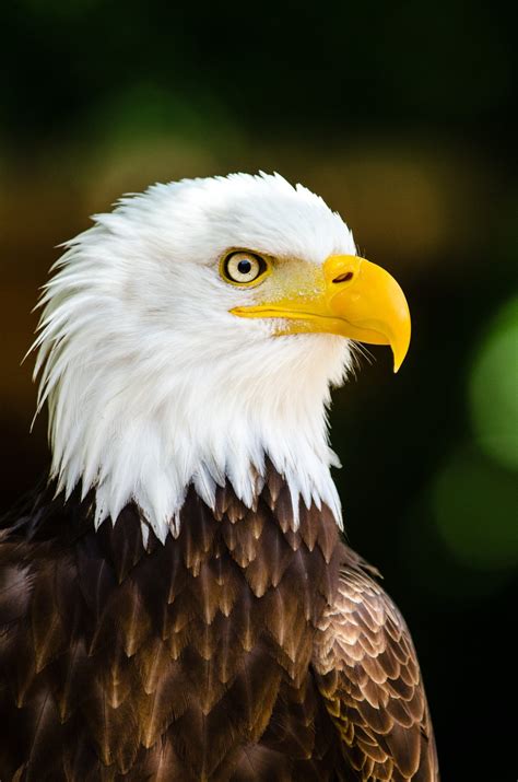 Bald Eagle Kicks Off Breeding Season With Greater Population