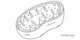 Mitochondria sketch template