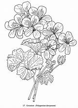 Coloring Flowers Book Pages Drawing Geranium Flower Geraniums Colouring Dover Publications Printable Adult Color Drawings Printables 18kb 750px Doverpublications sketch template