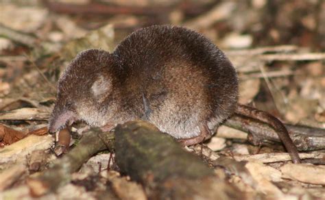 picture   shrew  animal picture society