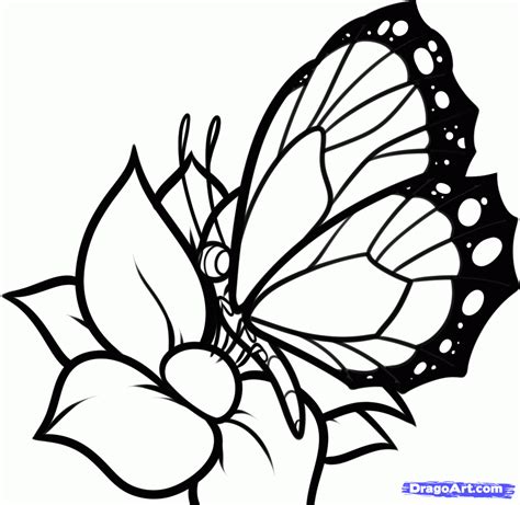draw  butterfly     butterfly coloring page