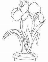 Coloring Iris Flower Garden Pages Kids sketch template
