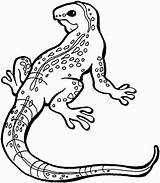 Coloring Pages Lizard sketch template
