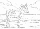 Donkey Foal sketch template