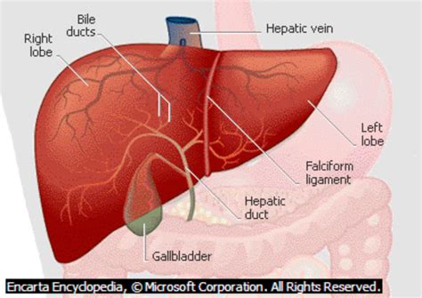 info tentang organ hati referensi penyakit