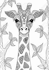Jirafa Giraf Mandalas Mandala Dieren Handgetekende Zendoodle Dibujada Cabeza Adultos Jirafas Pintar Handgezogene Tekening Vektoren Teken 123rf Giraffes Bosque Kostenlos sketch template