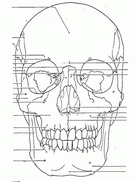 skull anatomy coloring pages coloringrocks skull anatomy skull
