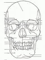 Skull Anatomy Side Human Drawing Coloring Pages Frontal Nerves Bones Back Book Diagram Cranial Brain Head Getdrawings Choose Board Sketchite sketch template