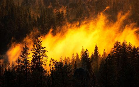 forest fire wallpaper  images
