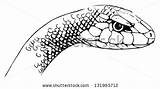 Taipan Inland Coloring Microlepidotus Illustration 252px 82kb Shutterstock sketch template