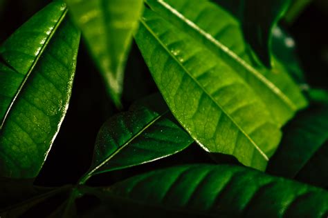 kostenlose foto blatt gruen blume baum organismus terrestrische pflanze botanik