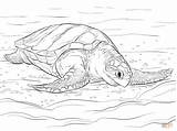 Turtle Coloring Sea Pages Ridley Olive Turtles Baby Green Drawing Printable Supercoloring Templates sketch template