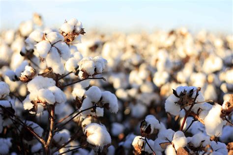 organic cotton pros  cons   fashion norm