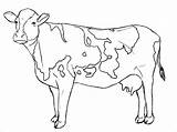 Cattle Coloring sketch template