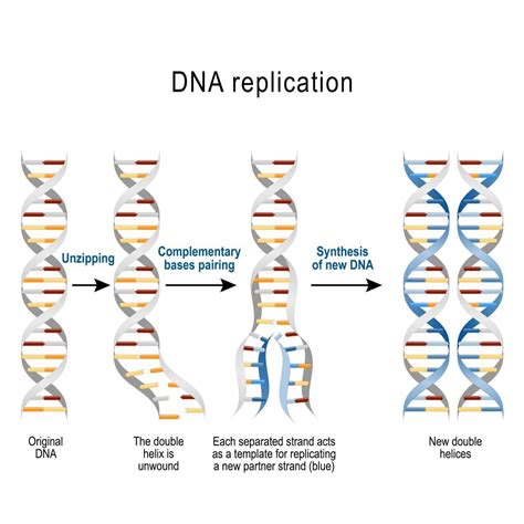 section  dna structure  replication nitty gritty science