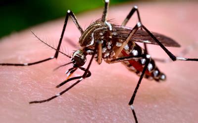 aedes mosquito acjem pest control