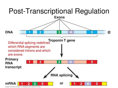 ppt chapter 15 gene expression powerpoint presentation free