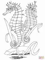 Coloring Seahorses Pages Two Printable Seahorse Supercoloring Color Adult Outline Zeepaardjes Drawing Craft Crafts sketch template