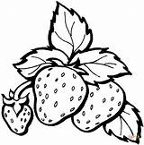 Strawberry Coloring Colorear Para Frutas Fresas sketch template