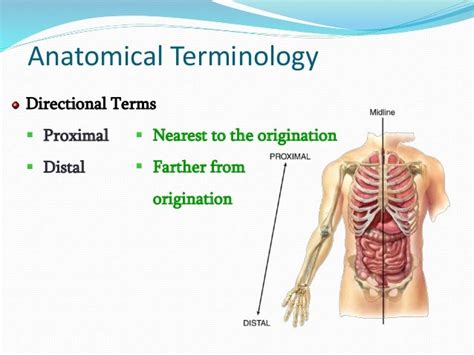 chapter  introduction  anatomy  physiology