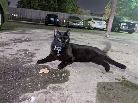 missing cat  horizons east apartments nameshadow    pick   hes