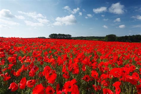 anzac day florals  meaning  history explained  homes
