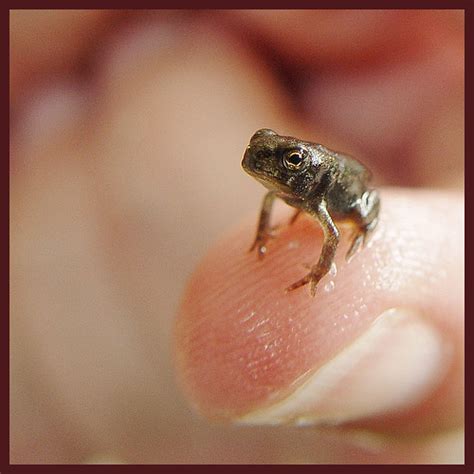 baby frog  photo  flickriver