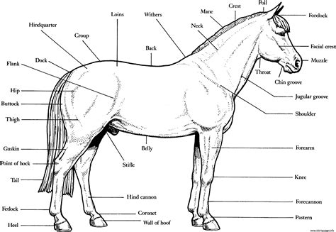 horse anatomy se coloring page printable