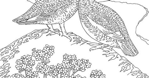 printable coloring page alaska state bird  flower willow