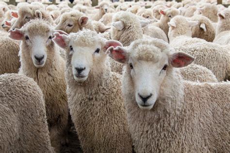 violent sheep wool shearing process  statesman
